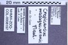 Etiketten zu Crepicardus madagascariensis (Fleutiaux, 1929) (NHMW-ZOO-COL-0008197)